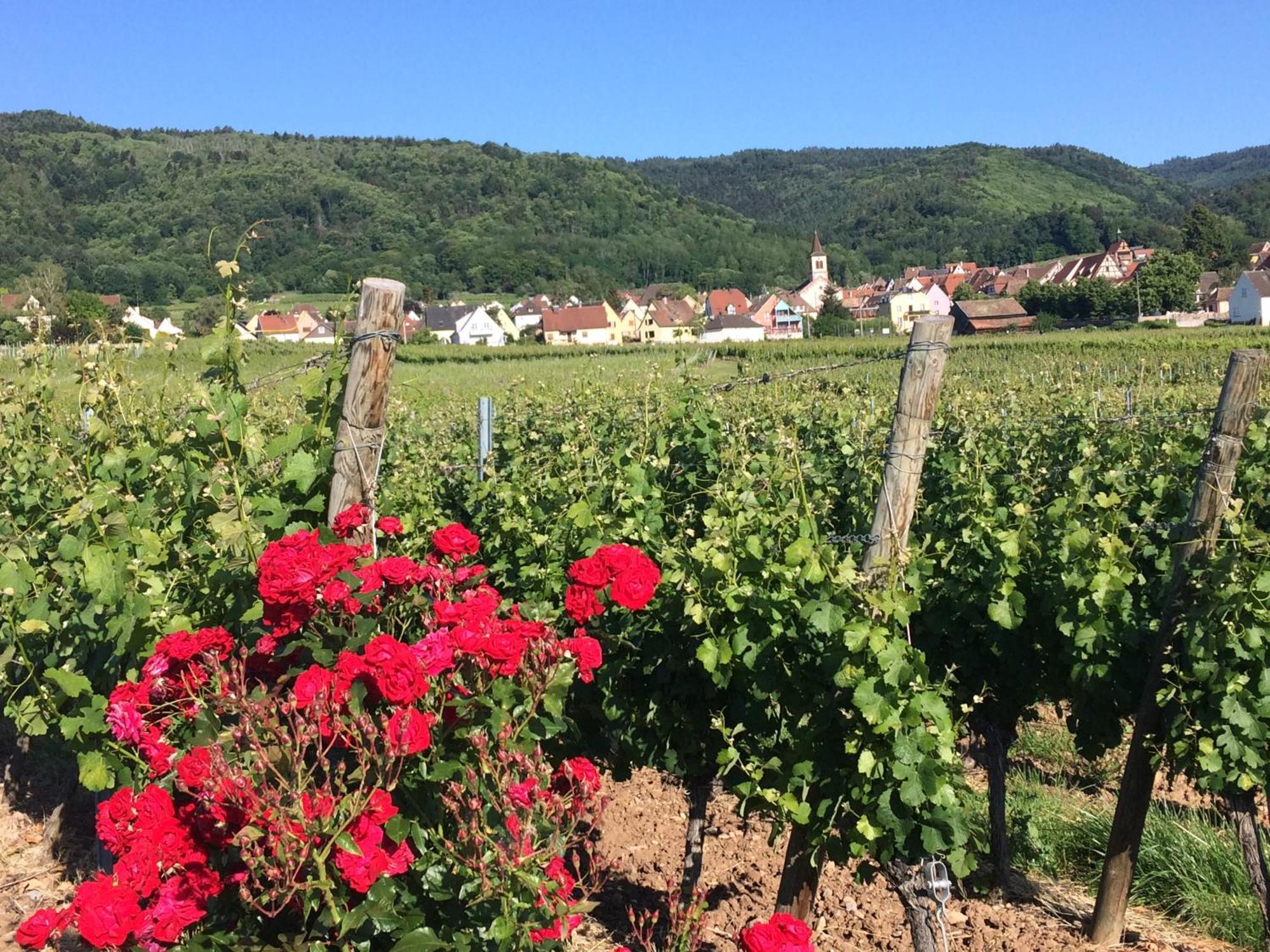 Gite Le Mandlé Riquewihr Exterior foto