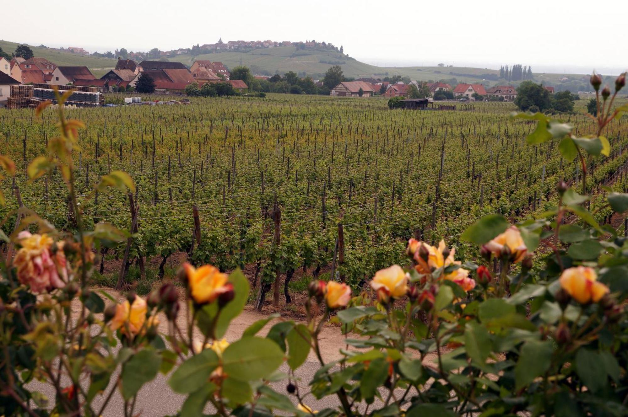 Gite Le Mandlé Riquewihr Exterior foto
